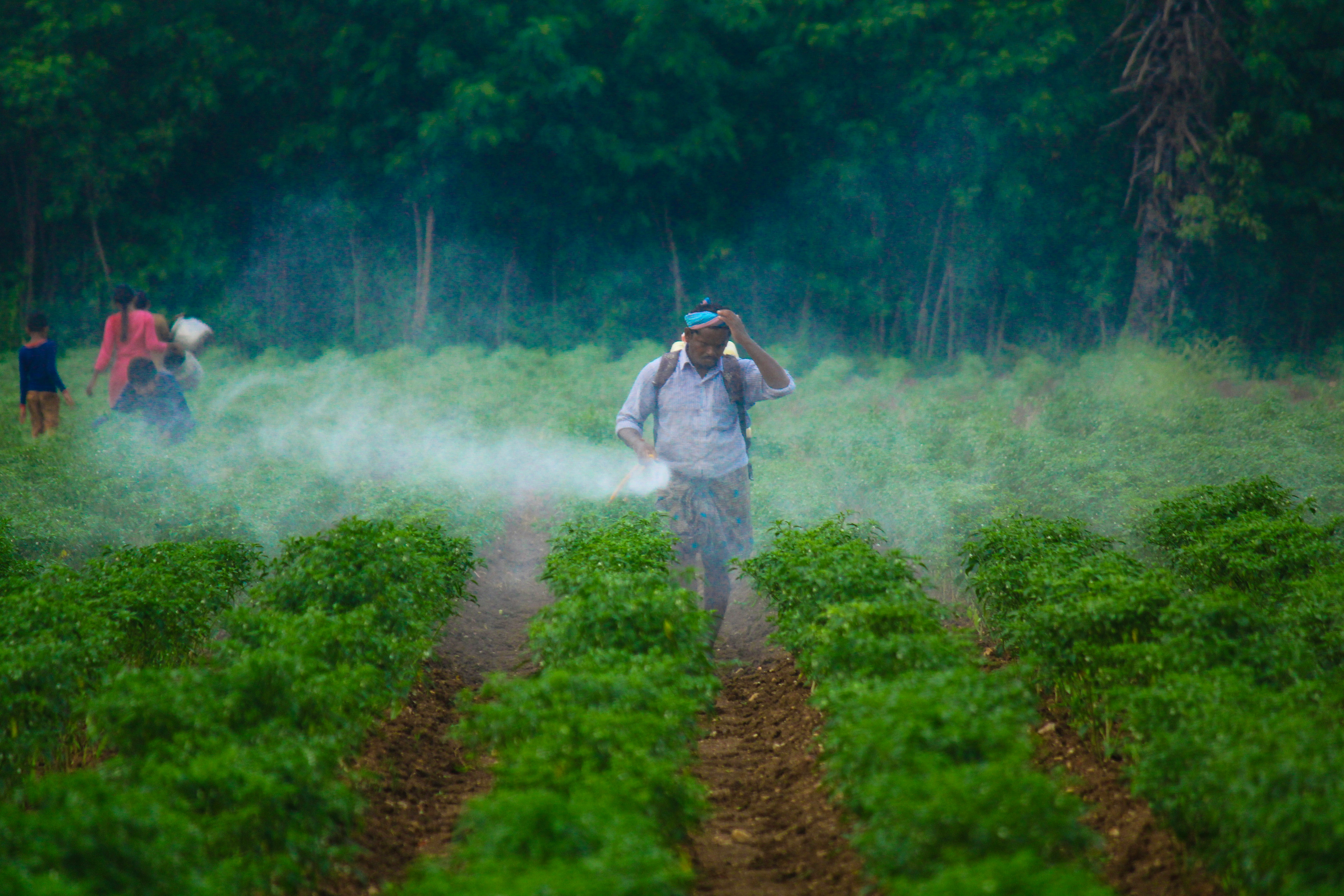 Pesticide application in a food crop